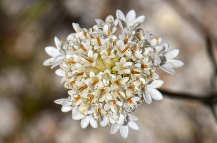 Esteve’s Pincushion has pretty white flowers, mostly discoid. The plants bloom in early spring from February to May or June. Chaenactis stevioides 